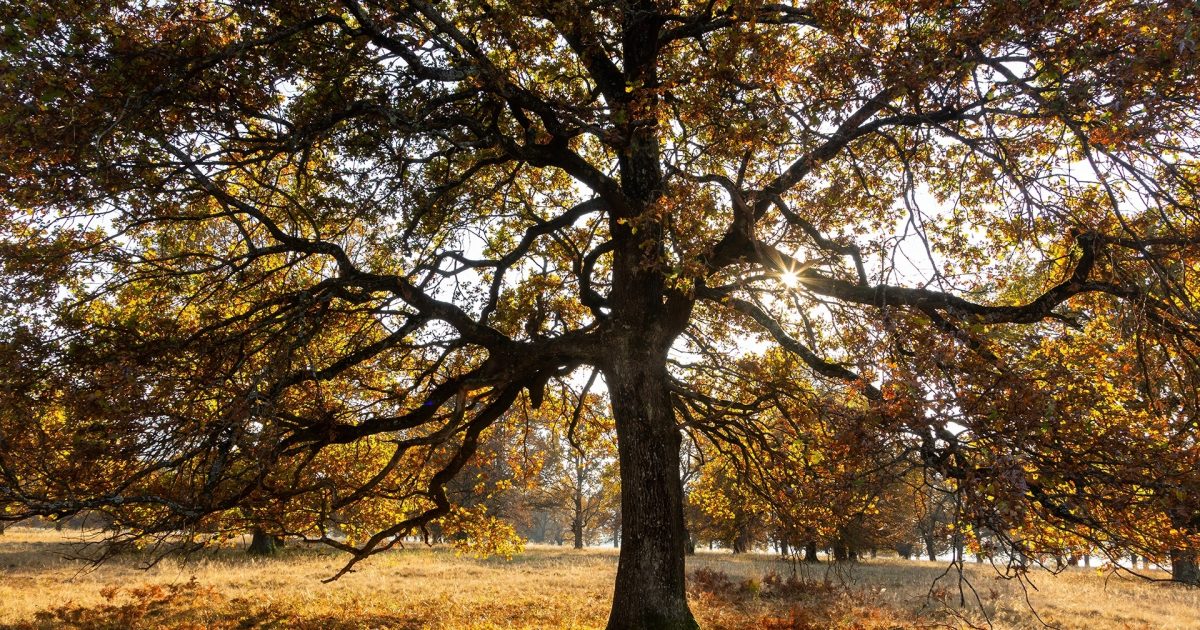 Regulated / Significant trees • City of Salisbury