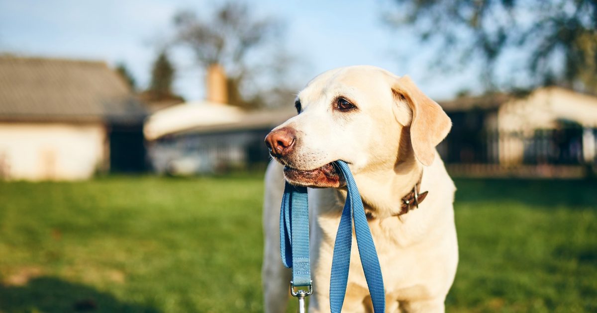 South australian best sale dog registration