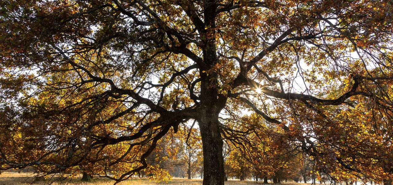 regulated-significant-trees-city-of-salisbury